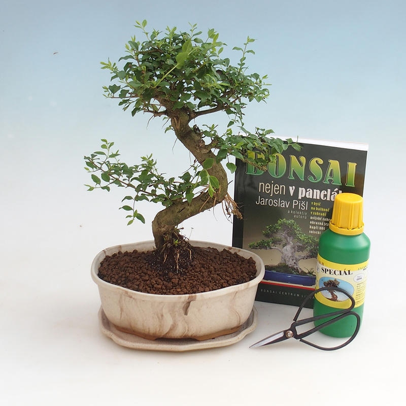 Room bonsai set