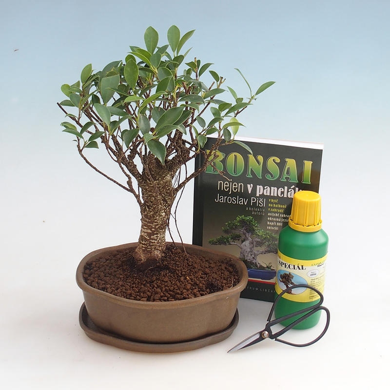Room bonsai set