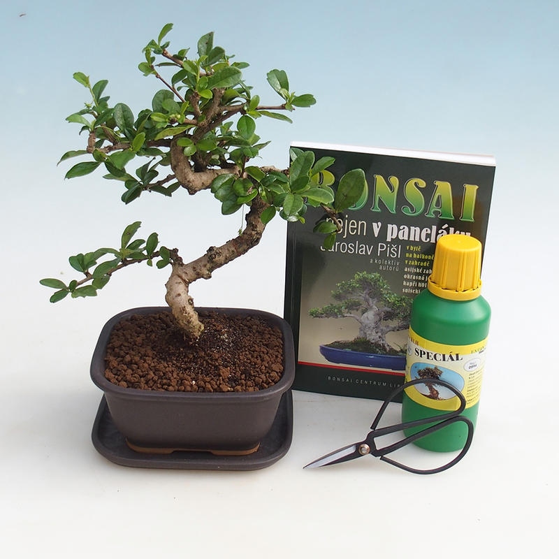 Room bonsai set