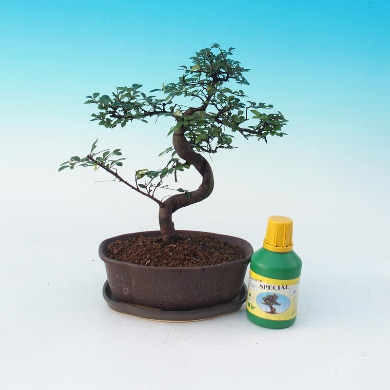 Room bonsai set Ulmus parvifolia - Chinese elm