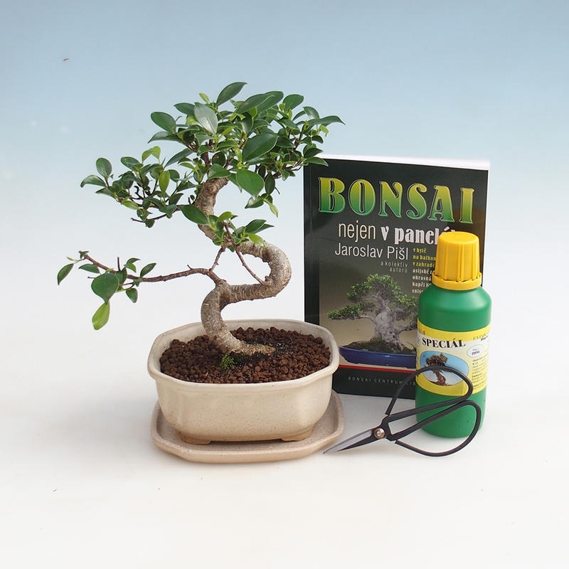 Room bonsai set