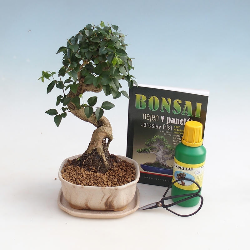 Room bonsai set
