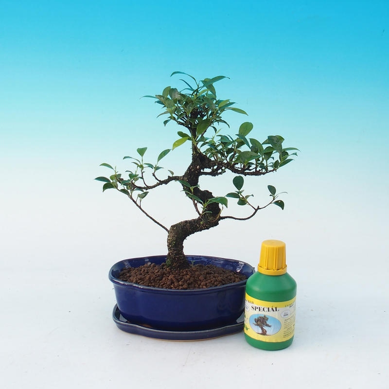 Room bonsai set Ficus retusa - small-leaved ficus