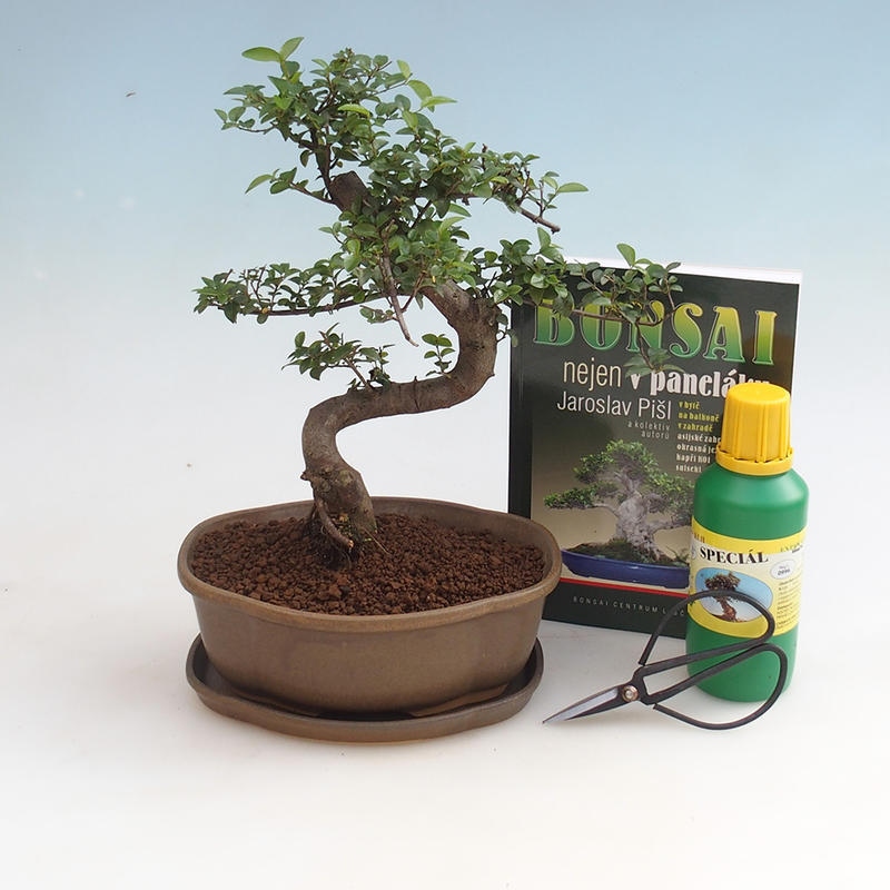 Room bonsai set
