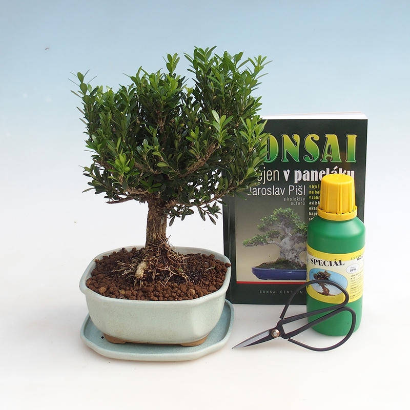 Room bonsai set