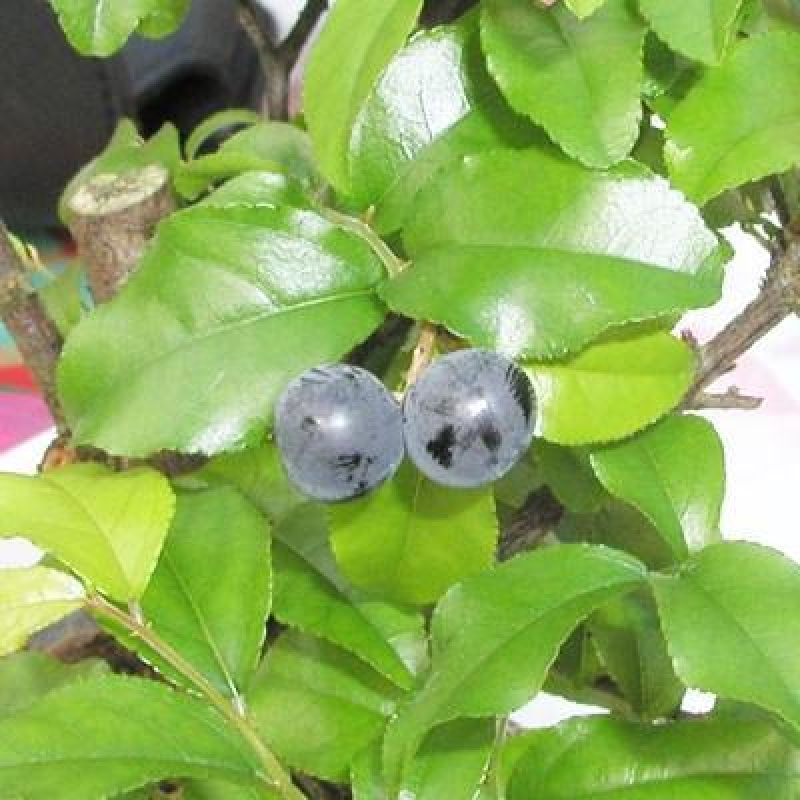 Room bonsai - Sageretia thea - Sageretia thea