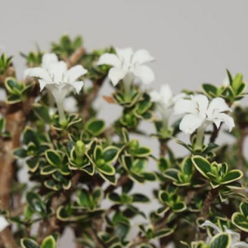 Indoor bonsai - Serissa foetida Variegata - Tree of a thousand stars