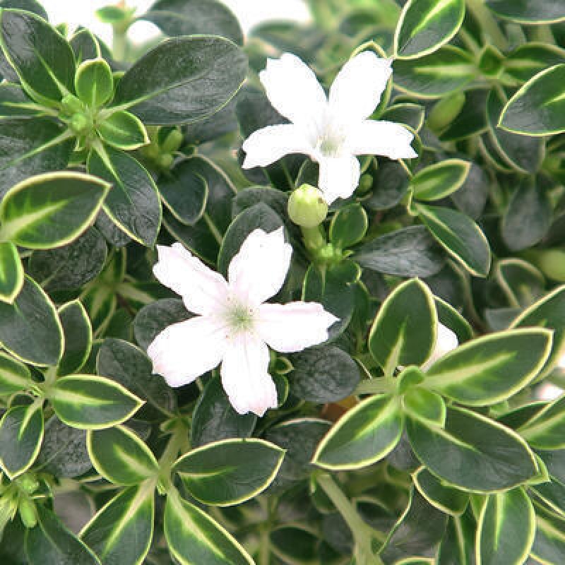 Indoor bonsai - Serissa foetida Variegata - Tree of a thousand stars