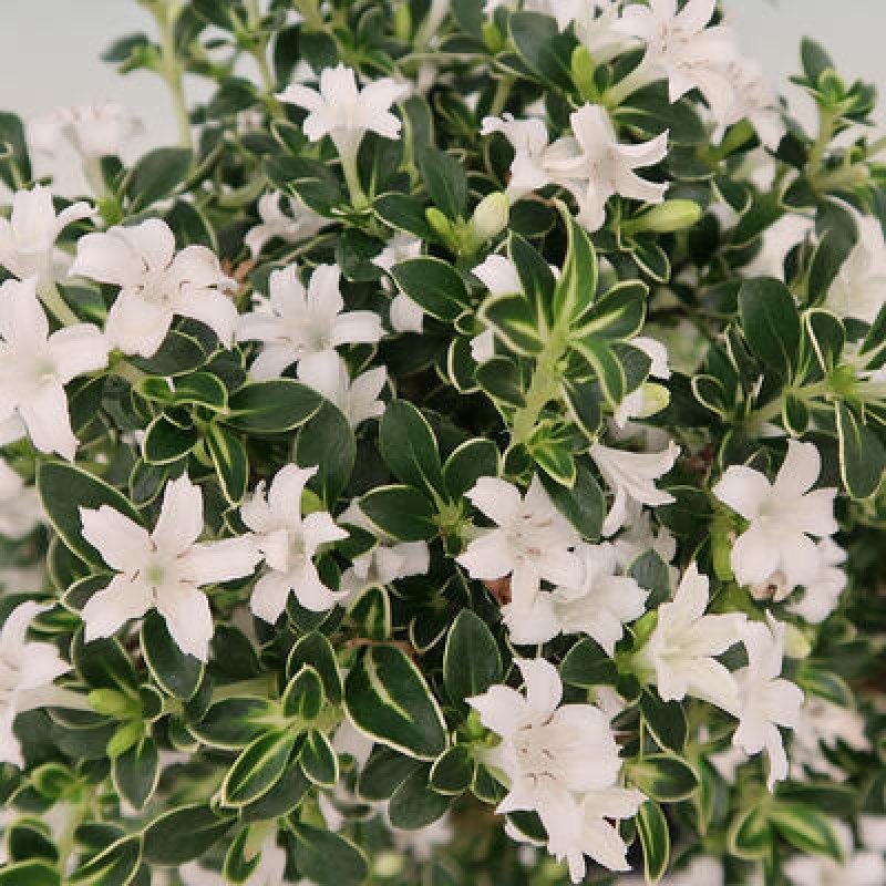 Indoor bonsai - Serissa foetida Variegata - Tree of a thousand stars
