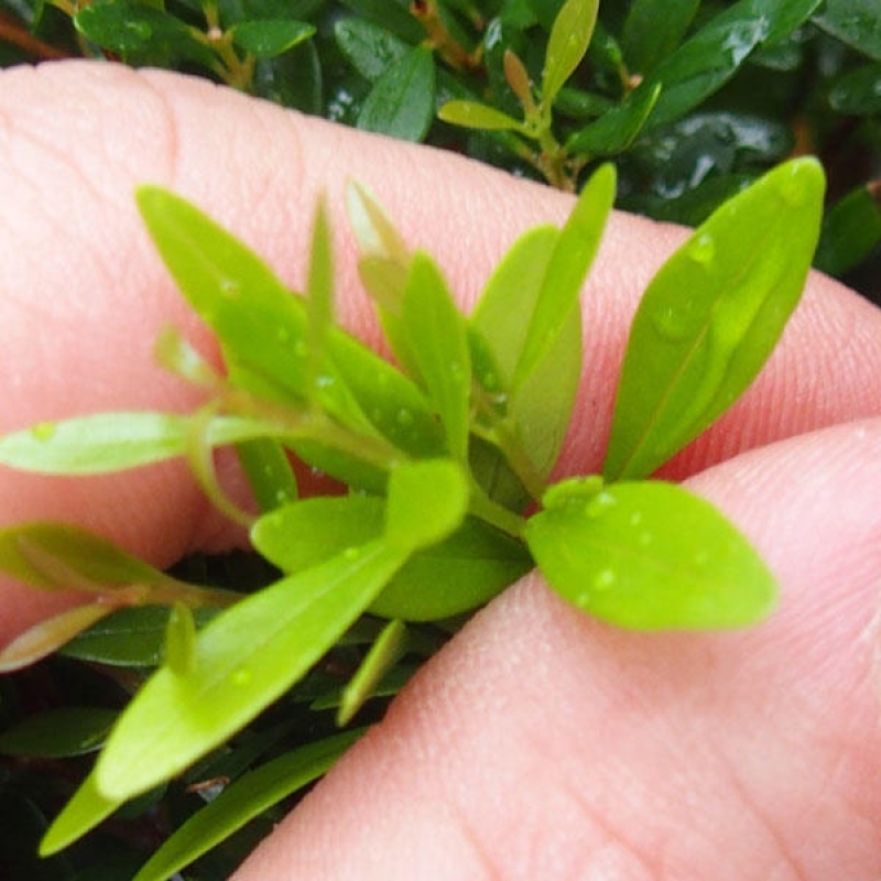 Room bonsai - Syzygium - Pimento