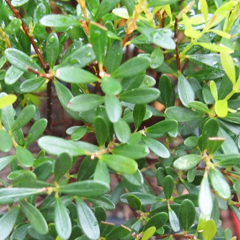 Room bonsai - Syzygium - Pimento