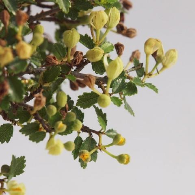 Room bonsai - Ulmus parvifolia - Small-leaved elm
