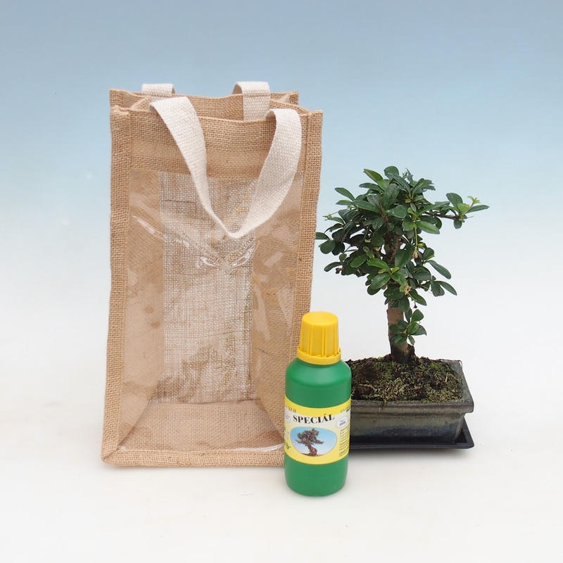 Room bonsai in gift bag - JUTA Carmona-tea fuki