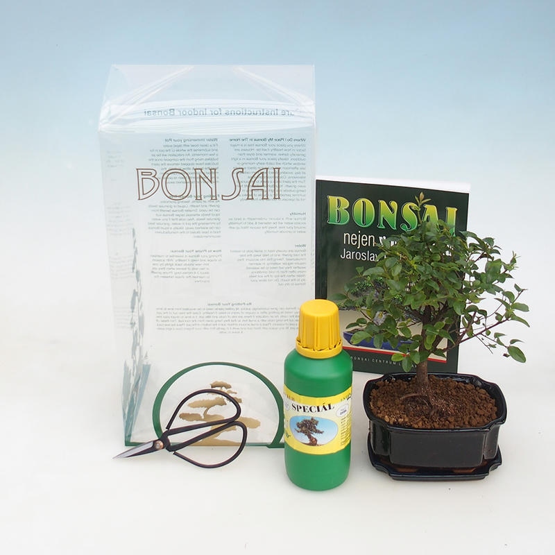 Room bonsai in Sagaretie thea gift box - Sagaretie tea