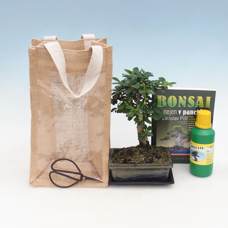 Room bonsai in gift bag - JUTA Carmona-tea fuki