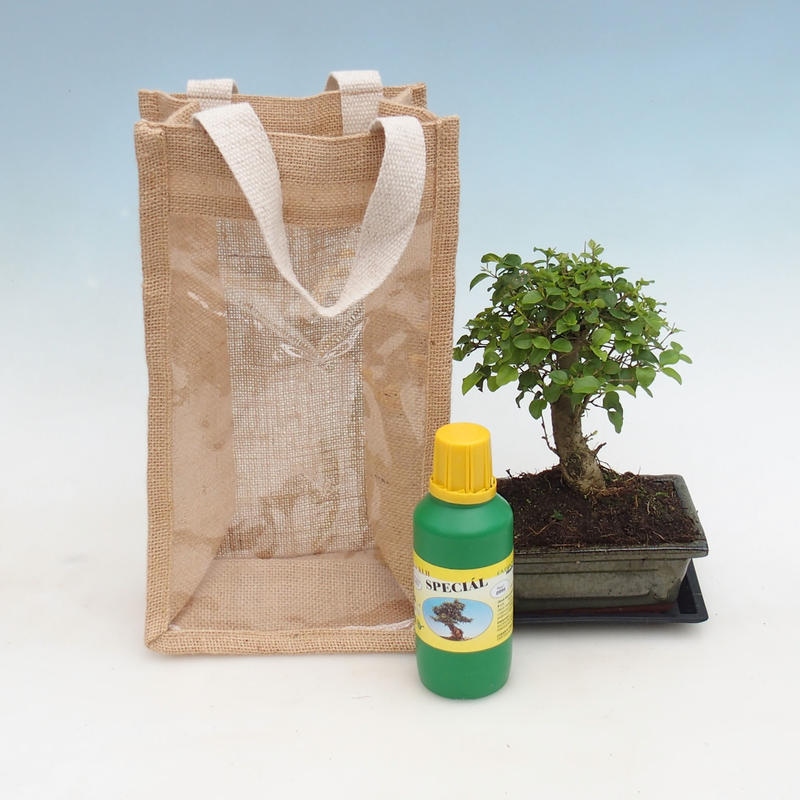 Indoor Bonsai in a Gift Bag - JUTA  Privet - Ligustrum chinensis
