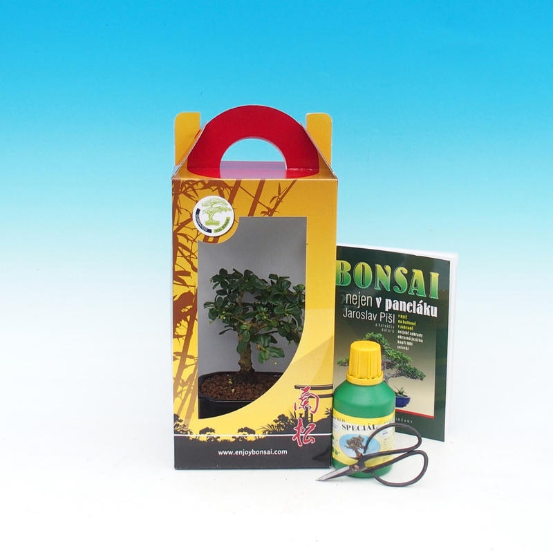 Room bonsai in gift box Carmona macrophylla - Tea fuki