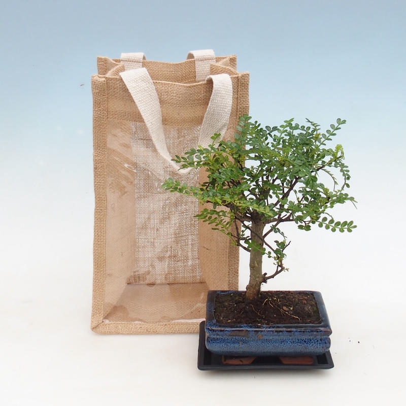 Indoor Bonsai in a Gift Bag - JUTA Zantoxylum piperitum - Pepper Tree 