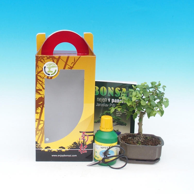 Room bonsai in gift box Ligustrum chinensiss - evergreen bird's beak