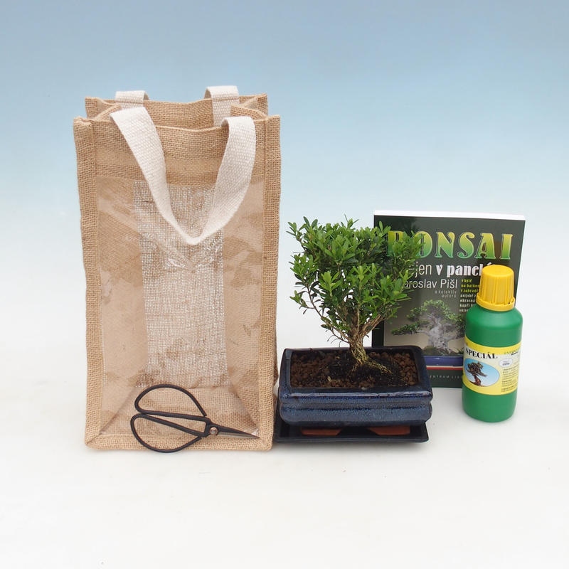 Indoor bonsai in gift bag - JUTA Buxus harlandii-Cork buxus