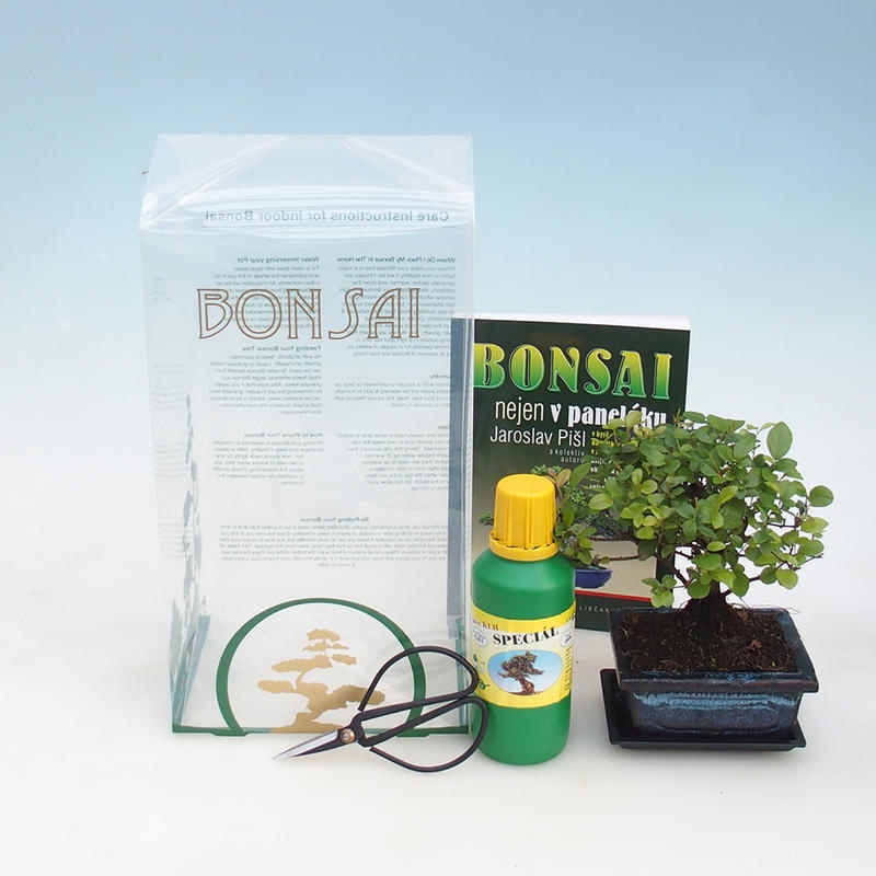 Room bonsai in Sagaretie thea gift box - Sagaretie tea