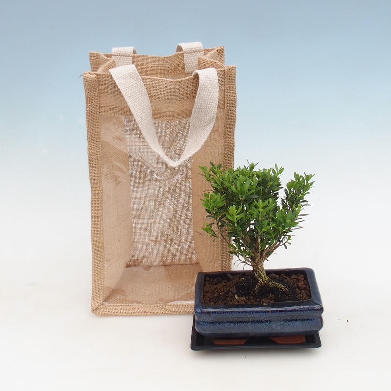Indoor bonsai in gift bag - JUTA Buxus harlandii-Cork buxus