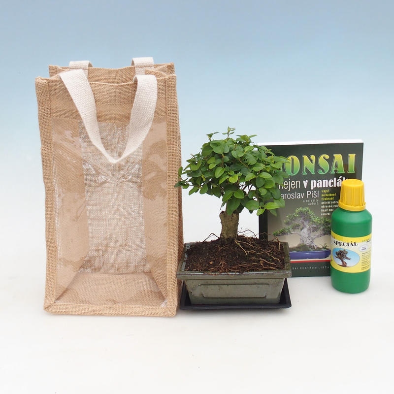 Indoor Bonsai in a Gift Bag - JUTA  Privet - Ligustrum chinensis