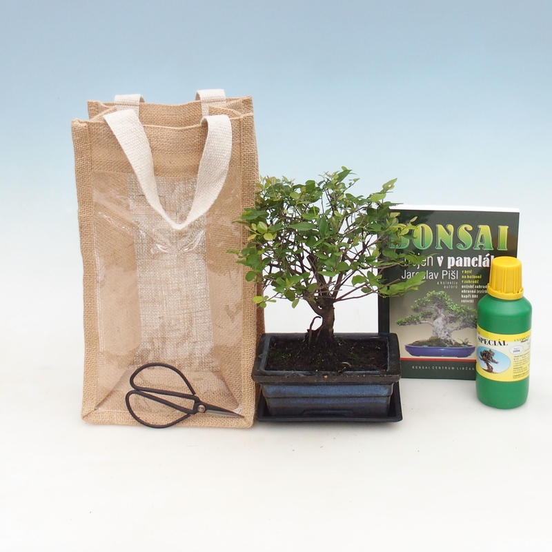 Room bonsai in gift bag - JUTA Sageretia thea