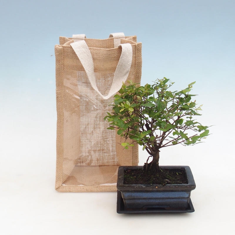 Room bonsai in gift bag - JUTA Sageretia thea