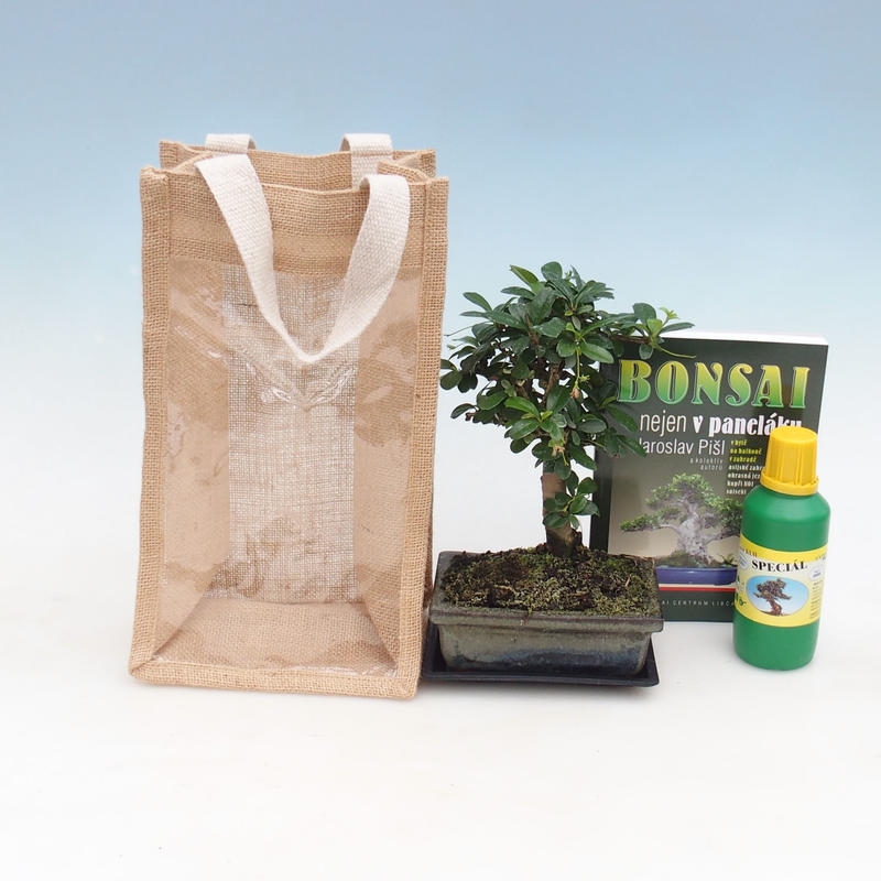Room bonsai in gift bag - JUTA Carmona-tea fuki