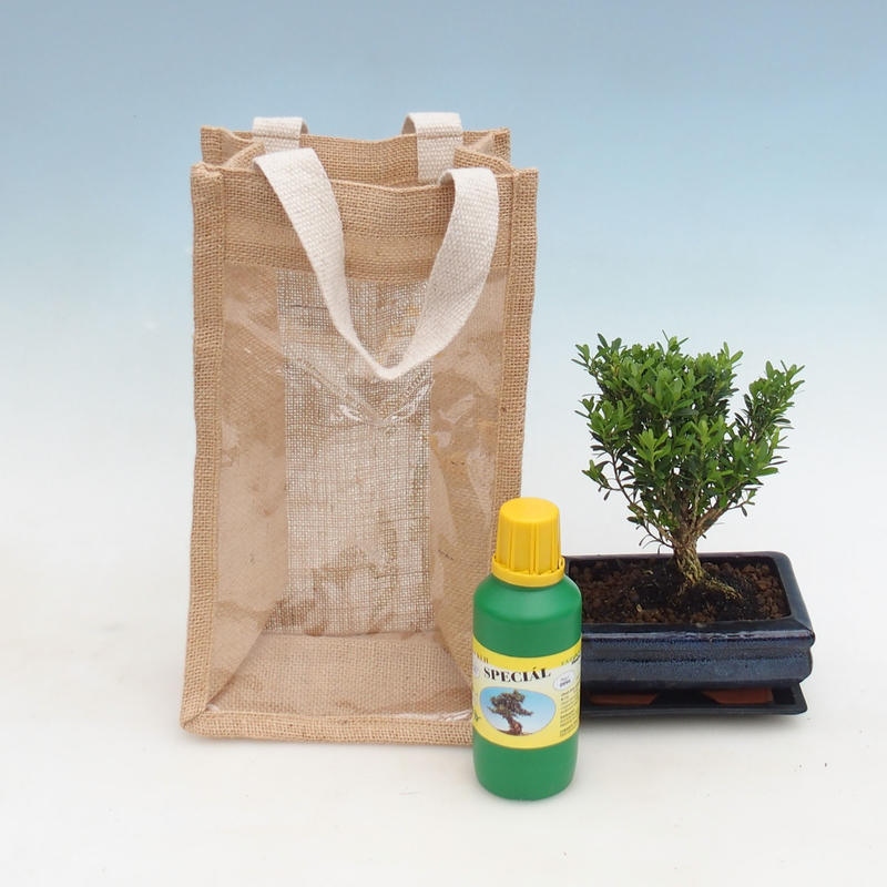 Indoor bonsai in gift bag - JUTA Buxus harlandii-Cork buxus