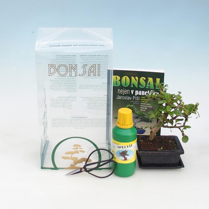 Room bonsai in gift box Carmona macrophylla - fuki tea