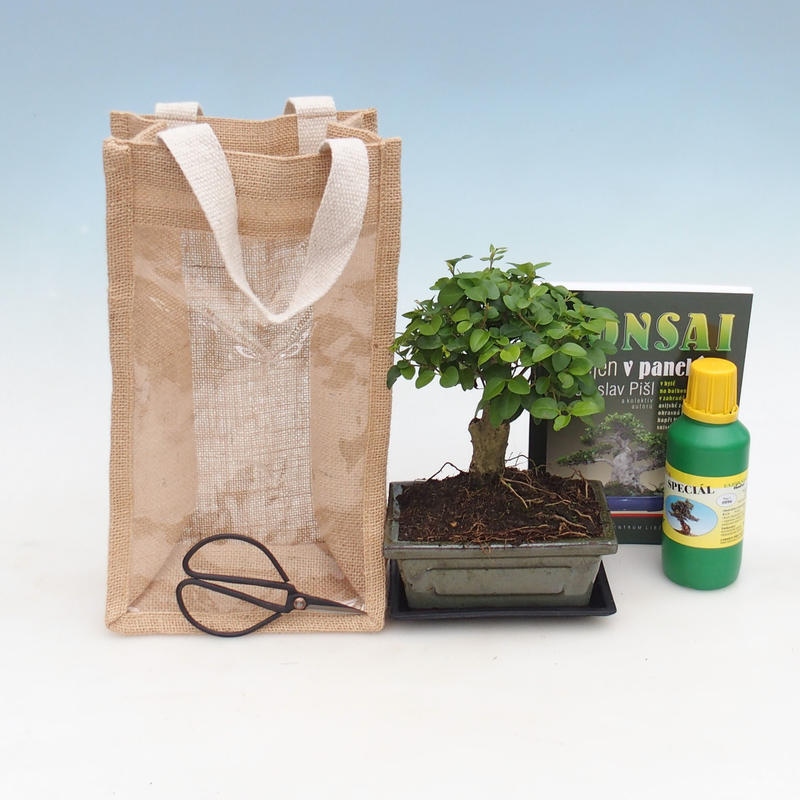 Indoor Bonsai in a Gift Bag - JUTA  Privet - Ligustrum chinensis