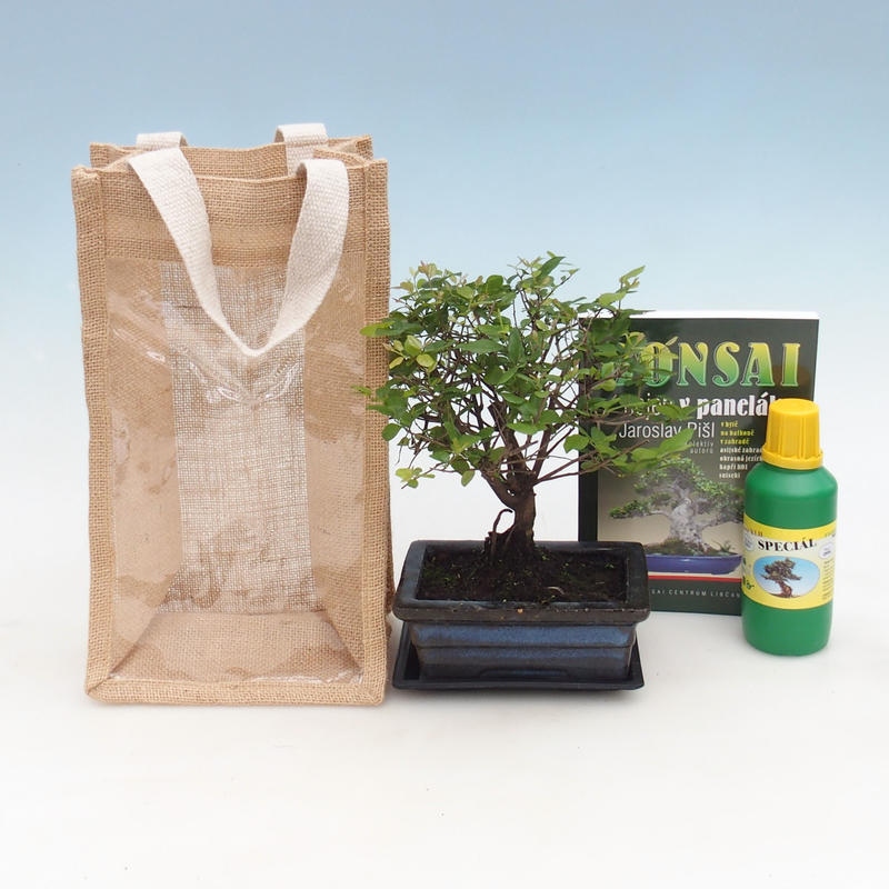 Room bonsai in gift bag - JUTA Sageretia thea