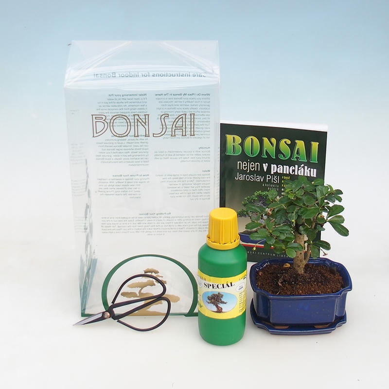Room bonsai in gift box Carmona macrophylla - fuki tea