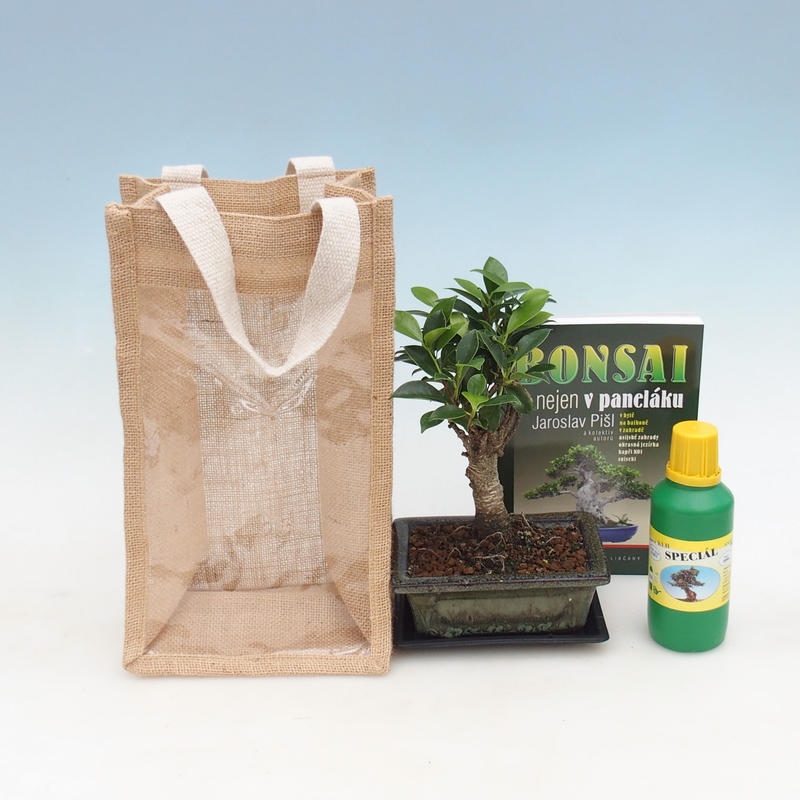 Room bonsai in gift bag - JUTA Ficus retusa