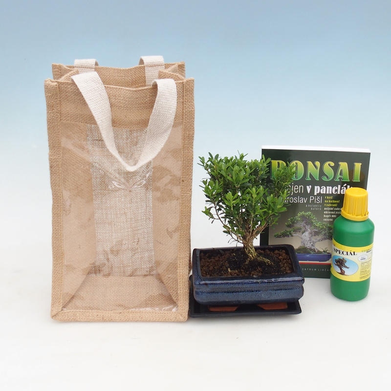 Indoor bonsai in gift bag - JUTA Buxus harlandii-Cork buxus