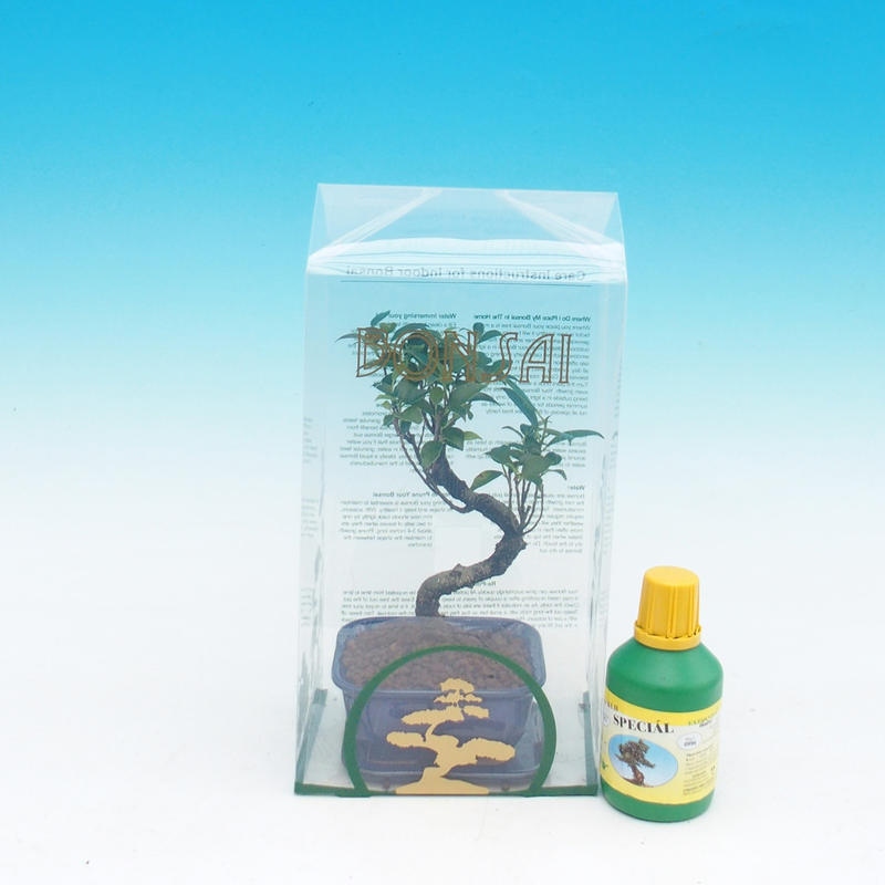 Room bonsai in gift box Ficus retusa - Small-leaved ficus
