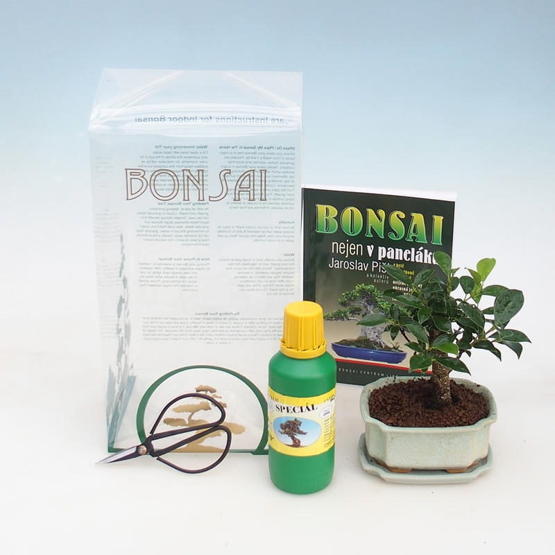 Room bonsai in gift box Ficus retusa - small-leaved ficus