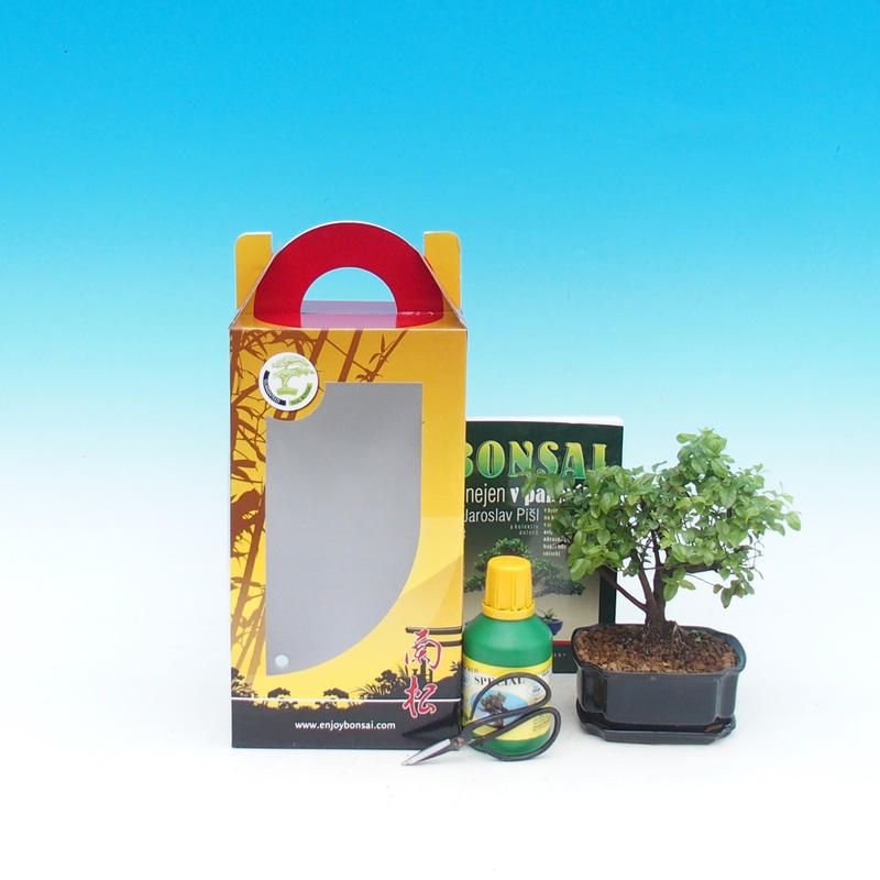 Room bonsai in gift box Carmona macrophylla - Tea fuki