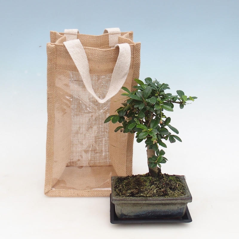 Room bonsai in gift bag - JUTA Carmona-tea fuki