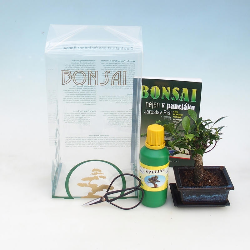 Room bonsai in gift box Ficus retusa - small-leaved ficus