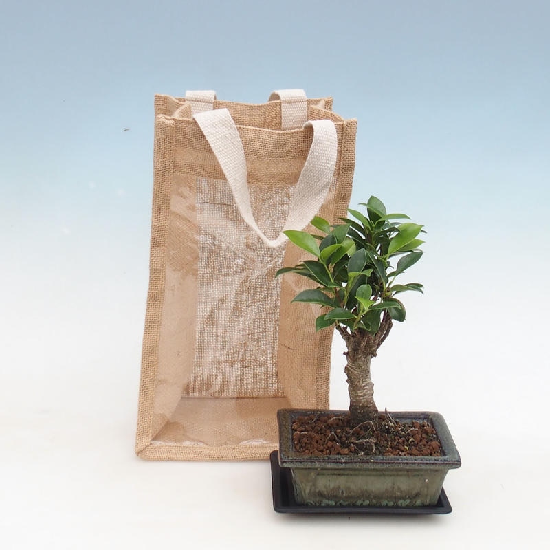 Room bonsai in gift bag - JUTA Ficus retusa