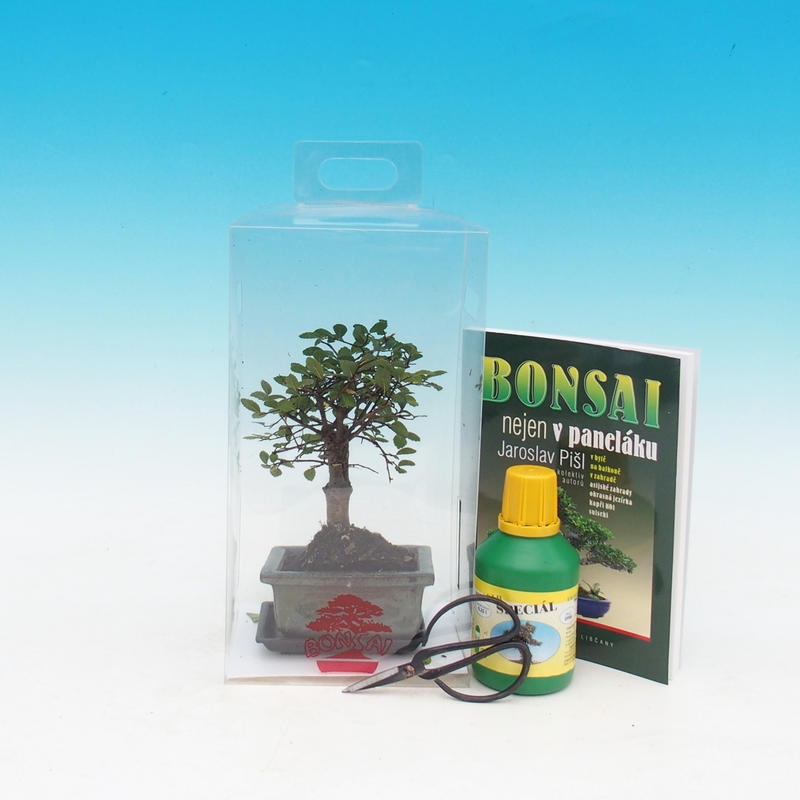 Room bonsai in a gift box