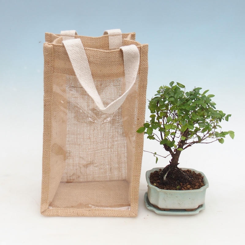 Room bonsai in gift bag - JUTA Sageretia thea