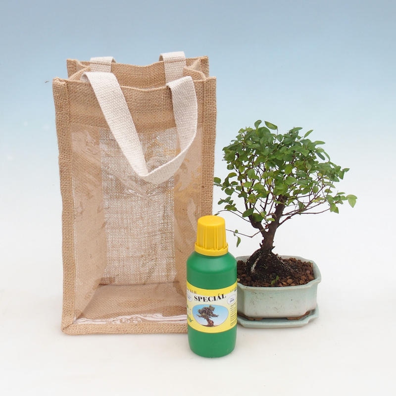 Room bonsai in gift bag - JUTA Sageretia thea