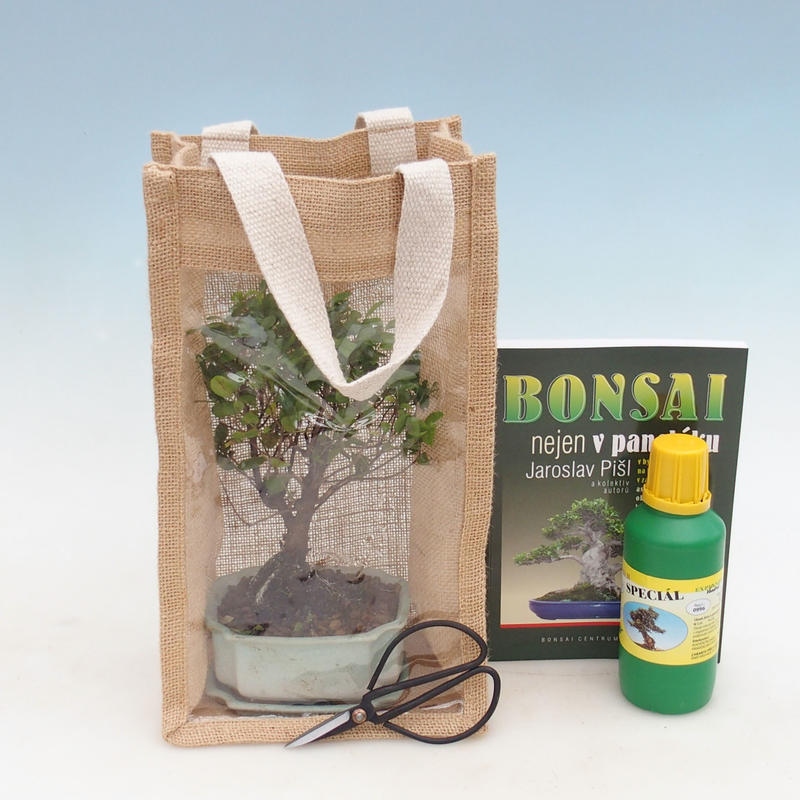 Room bonsai in a gift bag - JUTA