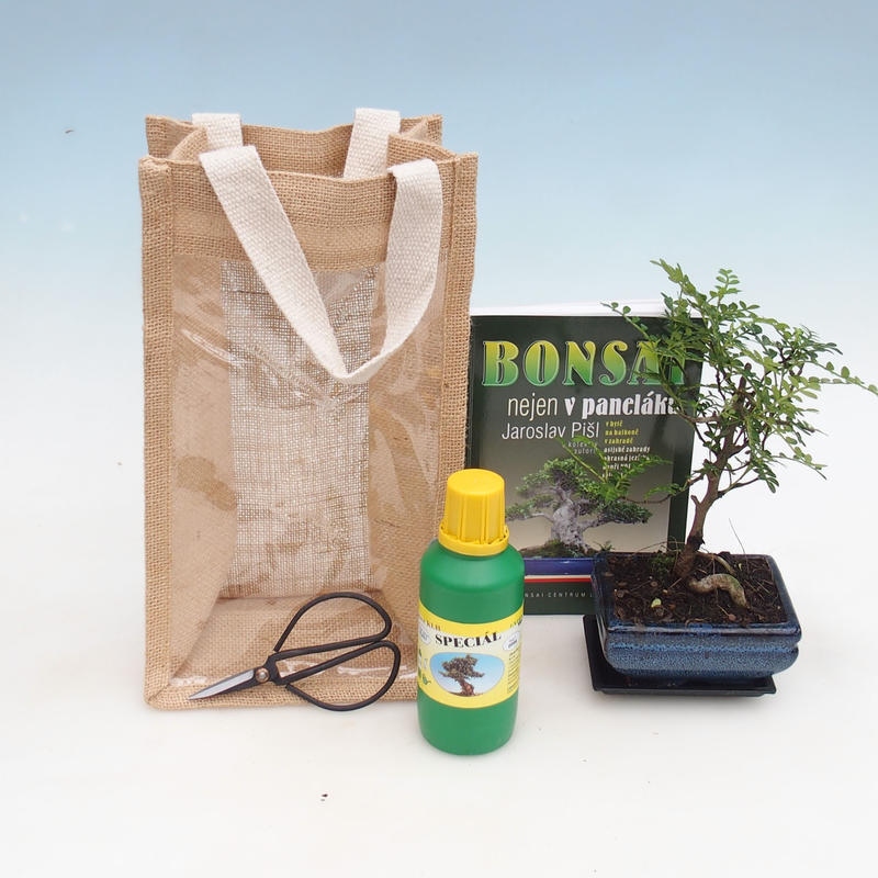 Room bonsai in a gift bag - JUTA