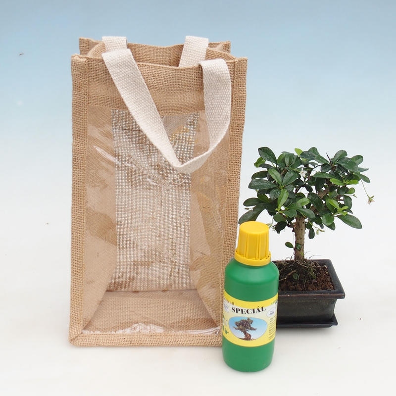 Room bonsai in gift bag - JUTA Carmona-tea fuki