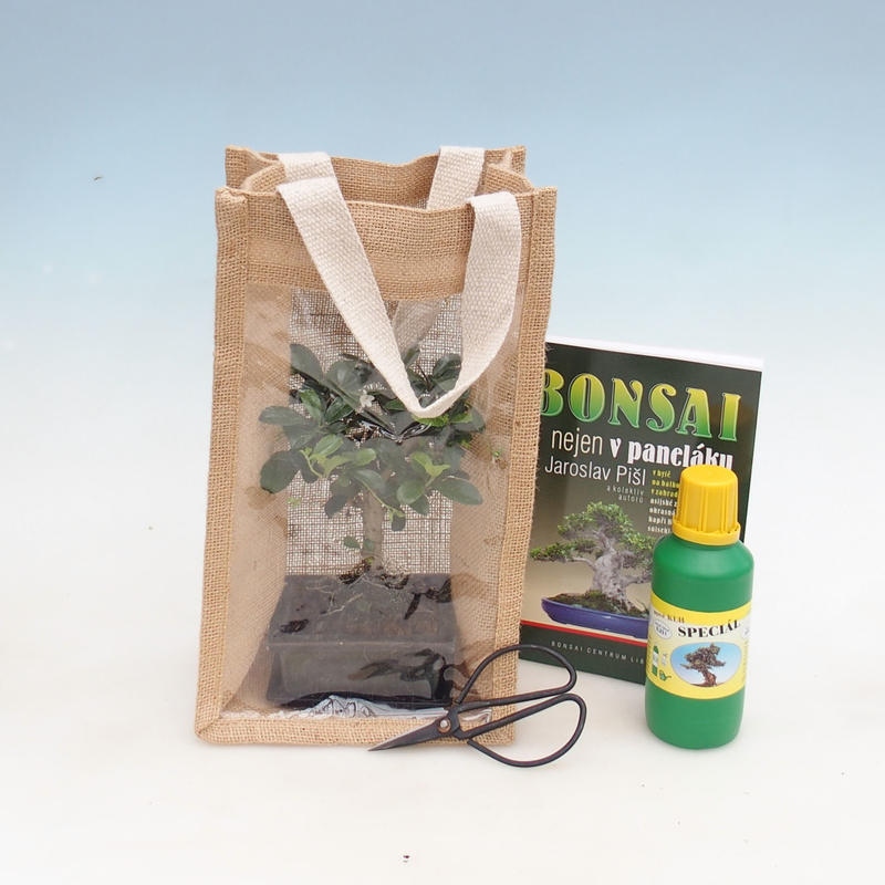 Room bonsai in a gift bag - JUTA